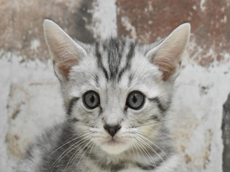 静岡県のマンチカン (ワンラブ静岡PARCO店/2025年3月4日生まれ/男の子/シルバータビー)の子猫