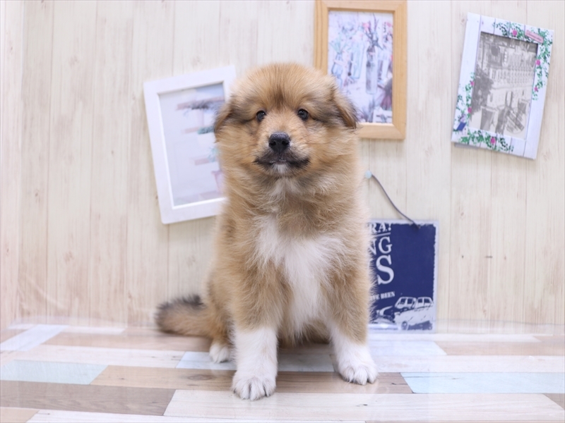 岐阜県のハーフ犬・ミックス犬 (ワンラブホームセンターバロー可児坂戸店(FC)/2025年3月4日生まれ/男の子/セーブルホワイト)の子犬の2枚目の画像