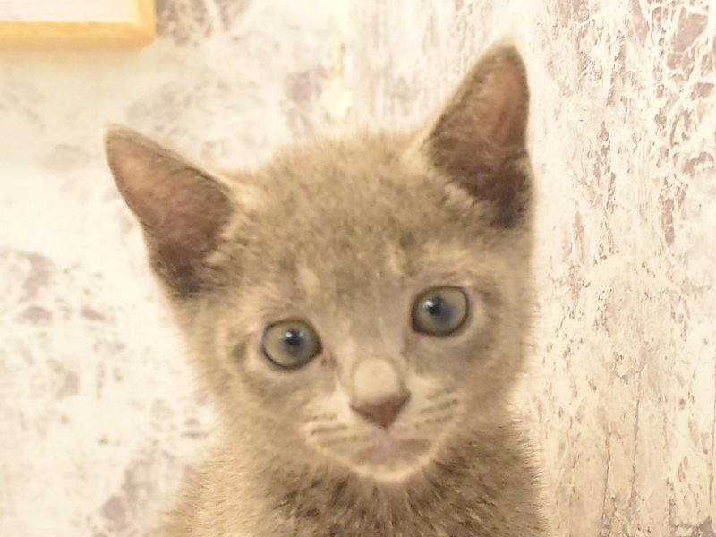 群馬県のロシアンブルー (ワンラブスマーク伊勢崎店/2025年3月2日生まれ/男の子/ブルー)の子猫