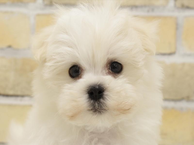 広島県のマルチーズ (ワンラブTHE OUTLETS HIROSHIMA店/2025年3月4日生まれ/男の子/ホワイト)の子犬