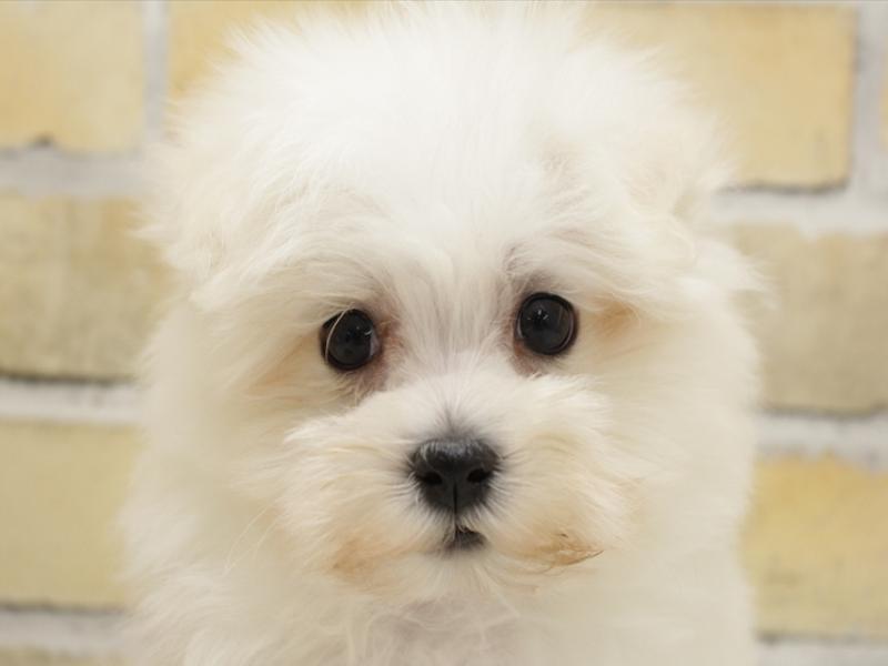 福岡県のマルチーズ (ワンラブ福岡総本店/2025年3月4日生まれ/男の子/ホワイト)の子犬