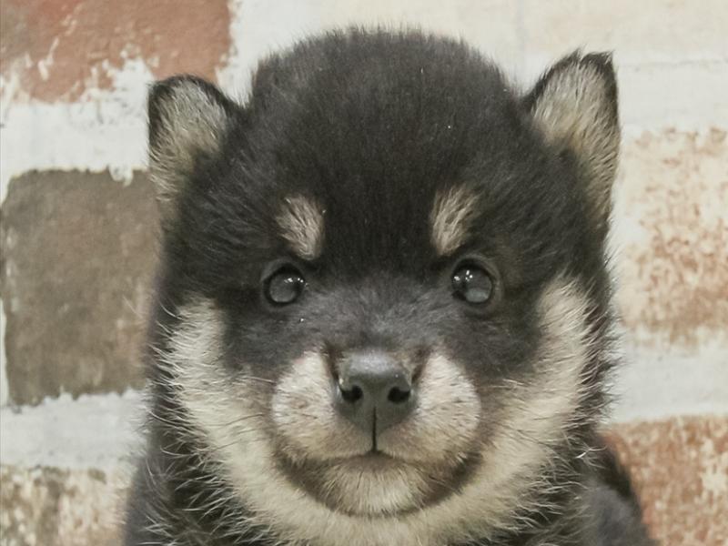 愛知県の柴犬(標準サイズ) (ワンラブ名古屋守山インター総本店/2025年3月8日生まれ/女の子/黒)の子犬