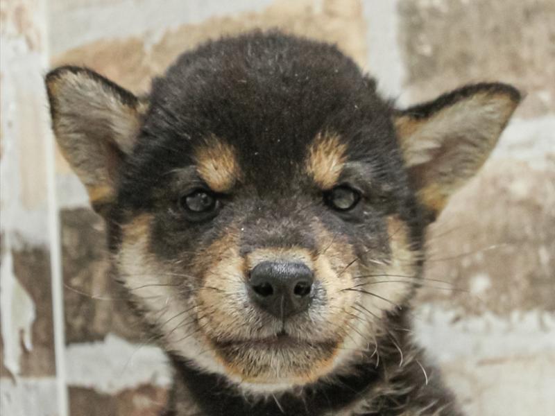 愛知県の柴犬(標準サイズ) (ワンラブ名古屋守山インター総本店/2025年3月8日生まれ/女の子/黒)の子犬