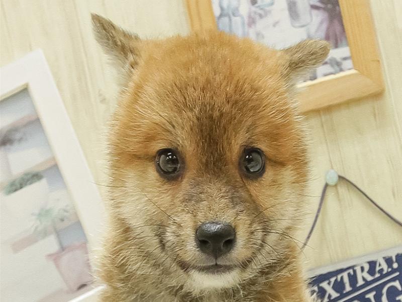 岩手県の柴犬(標準サイズ) (ワンラブイオンモール盛岡店/2025年3月8日生まれ/男の子/赤)の子犬