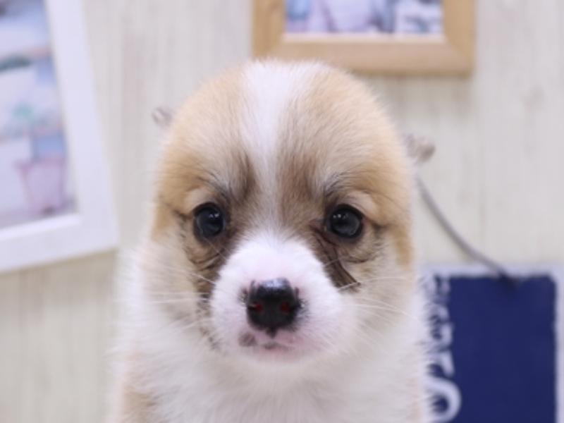 愛知県のチワコーギー(チワワ×コーギー) (ワンラブ名古屋守山インター総本店/2025年3月10日生まれ/男の子/セーブルホワイト)の子犬