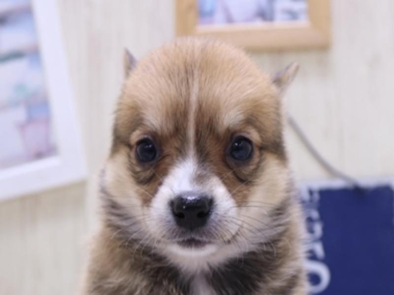 愛知県のチワコーギー(チワワ×コーギー) (ワンラブ名古屋守山インター総本店/2025年3月10日生まれ/男の子/セーブルホワイト)の子犬