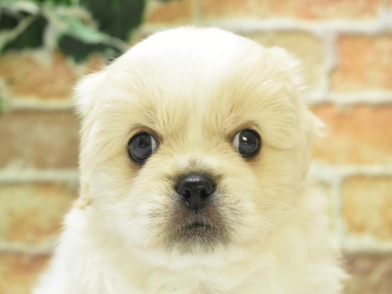 愛知県のハーフ犬・ミックス犬 (ワンラブ名古屋守山インター総本店/2025年3月11日生まれ/男の子/クリーム)の子犬