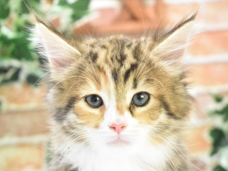 愛知県のノルウェージャンフォレストキャット (ワンラブ名古屋守山インター総本店/2025年3月10日生まれ/女の子/ブラウンパッチドタビーホワイト)の子猫