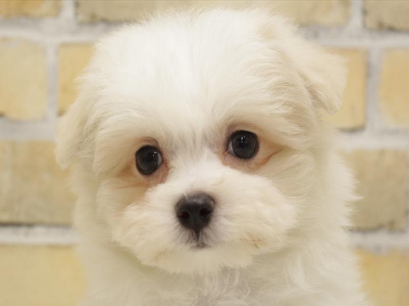 福岡県のマルチーズ (ワンラブ福岡総本店/2025年3月9日生まれ/男の子/ホワイト)の子犬