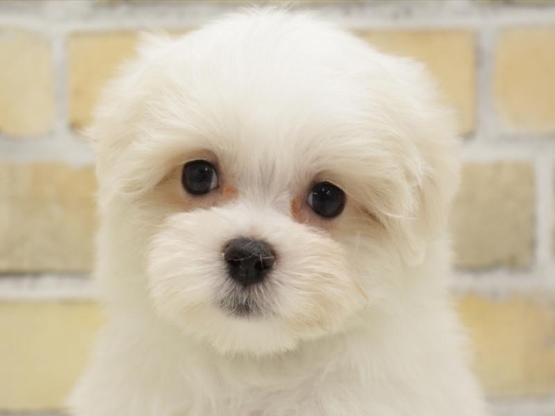 福岡県のマルチーズ (ワンラブ福岡総本店/2025年3月9日生まれ/男の子/ホワイト)の子犬