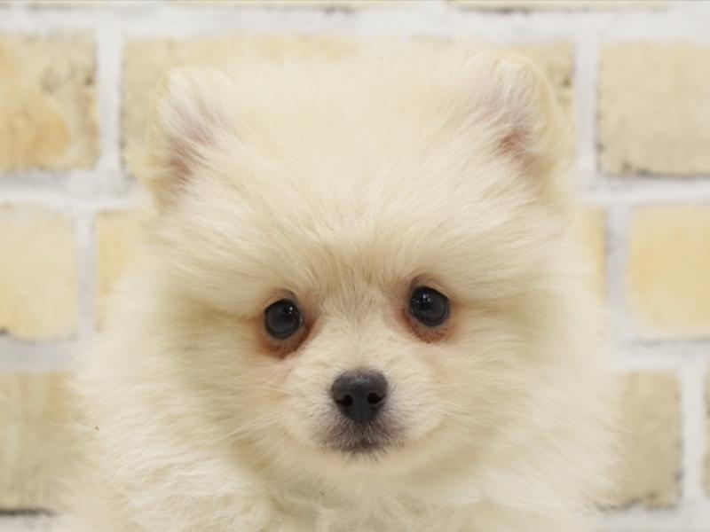 福岡県のポメラニアン (ワンラブ福岡総本店/2025年3月5日生まれ/男の子/クリーム)の子犬