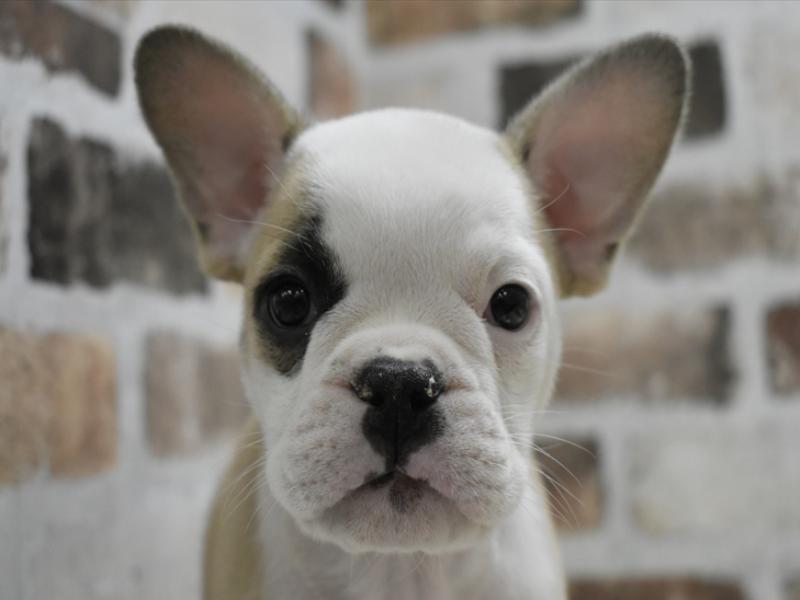 愛知県のハーフ犬・ミックス犬 (ワンラブ名古屋守山インター総本店/2025年3月12日生まれ/女の子/フォーンホワイト)の子犬