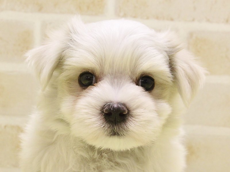 東京都のマルチーズ (ワンラブ東京葛飾総本店/2025年3月10日生まれ/男の子/ホワイト)の子犬