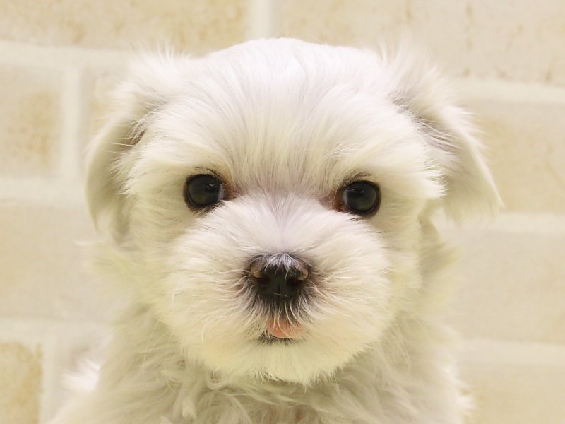 東京都のマルチーズ (ワンラブ東京葛飾総本店/2025年3月10日生まれ/男の子/ホワイト)の子犬