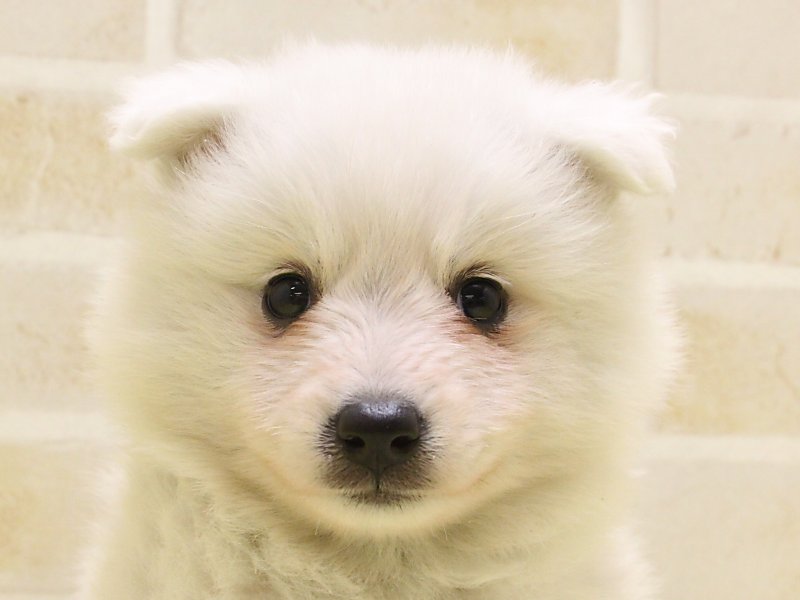 東京都の日本スピッツ (ワンラブ東京葛飾総本店/2025年3月11日生まれ/女の子/ホワイト)の子犬