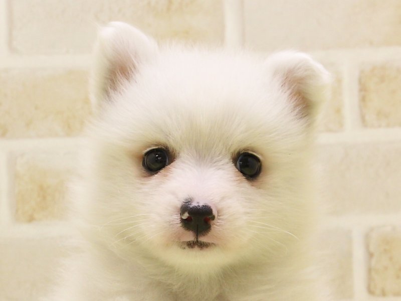 東京都の日本スピッツ (ワンラブ東京葛飾総本店/2025年3月11日生まれ/男の子/ホワイト)の子犬