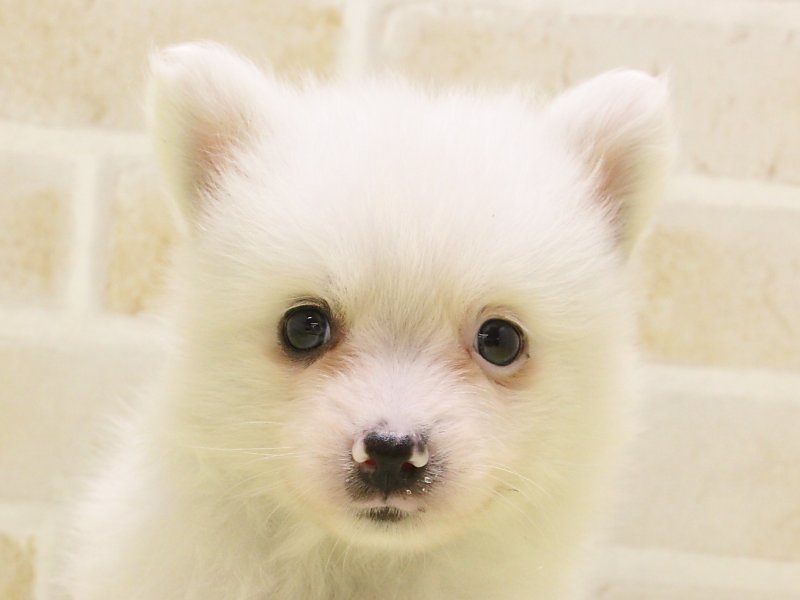 東京都の日本スピッツ (ワンラブ東京葛飾総本店/2025年3月11日生まれ/男の子/ホワイト)の子犬