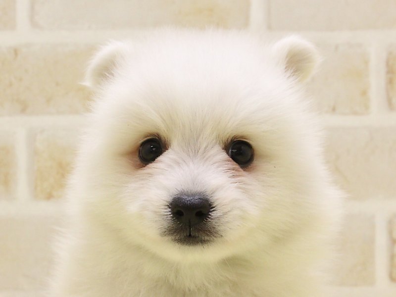 東京都の日本スピッツ (ワンラブ東京葛飾総本店/2025年3月11日生まれ/女の子/ホワイト)の子犬