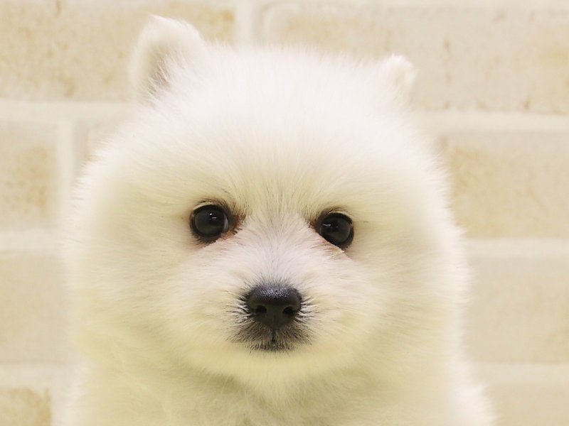 東京都の日本スピッツ (ワンラブ東京葛飾総本店/2025年3月11日生まれ/女の子/ホワイト)の子犬