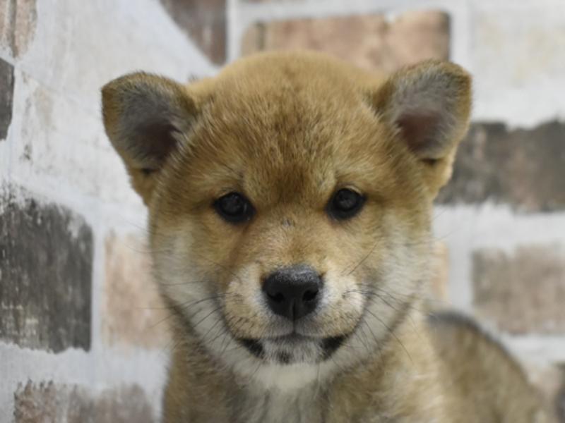 岐阜県の柴犬(標準サイズ) (ワンラブホームセンターバロー可児坂戸店(FC)/2025年3月13日生まれ/女の子/赤)の子犬