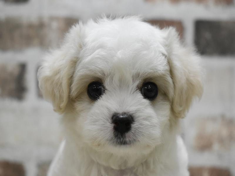 愛知県のハーフ犬・ミックス犬 (ワンラブ星崎店(FC)/2025年3月12日生まれ/男の子/クリームホワイト)の子犬