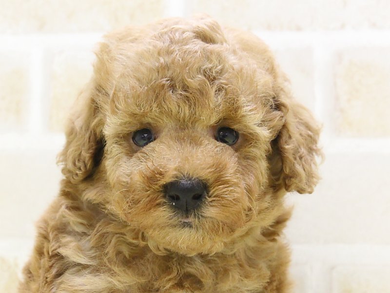 埼玉県のトイプードル(トイ) (ワンラブカインズ蓮田店/2025年3月13日生まれ/女の子/レッド)の子犬