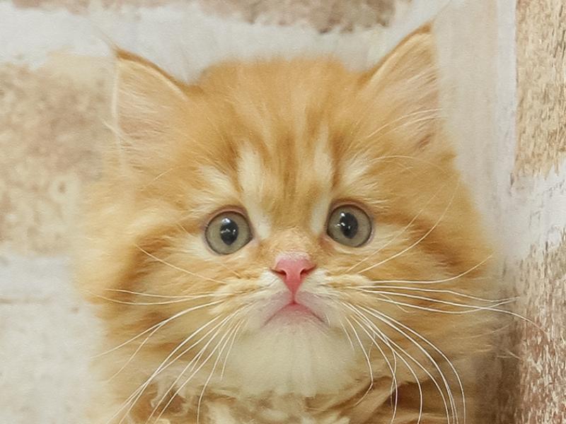 宮城県のマンチカン (ワンラブカインズ仙台港店/2025年3月15日生まれ/男の子/レッドタビー)の子猫