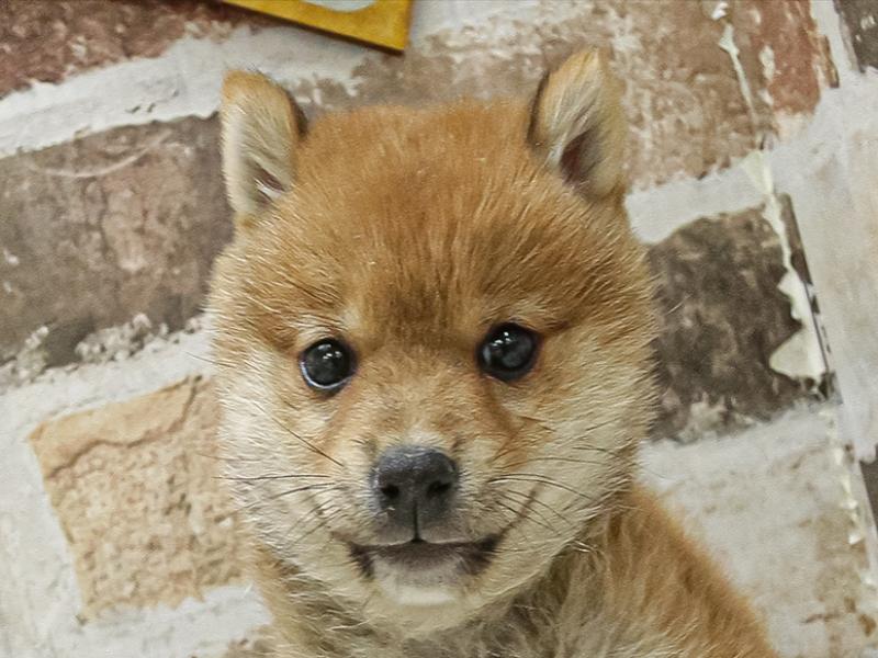 愛知県の柴犬(標準サイズ) (ワンラブ名古屋守山インター総本店/2025年3月12日生まれ/男の子/赤)の子犬