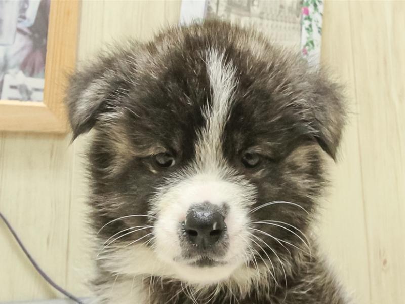 滋賀県の秋田犬 (ワンラブピエリ守山店/2025年3月14日生まれ/女の子/虎)の子犬