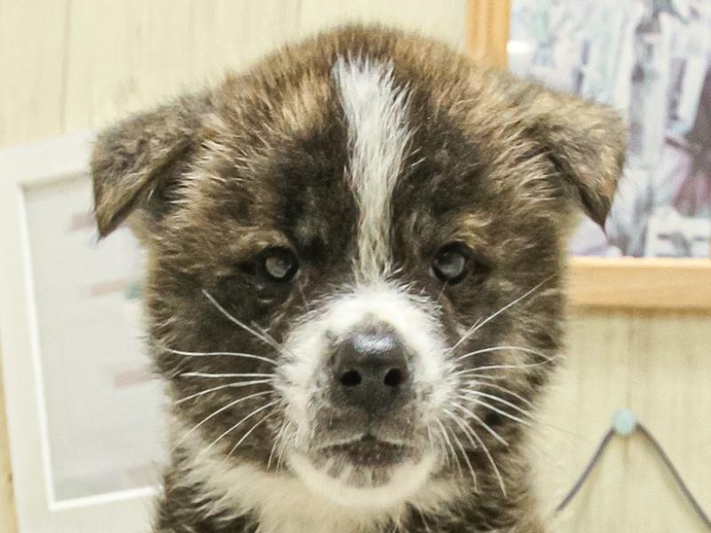 岐阜県の秋田犬 (ワンラブおっきなもふもふ岐阜総本店(FC)/2025年3月14日生まれ/女の子/虎)の子犬