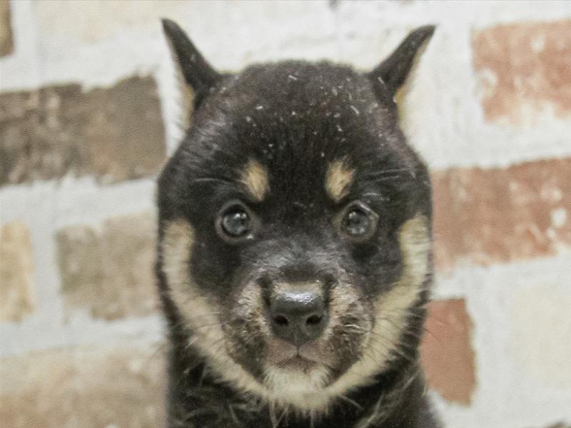 宮城県の柴犬(標準サイズ) (ワンラブカインズ仙台富谷店/2025年3月15日生まれ/女の子/黒)の子犬