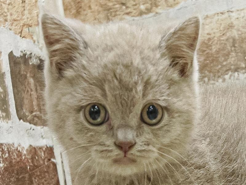 愛知県のマンチカン (ワンラブ星崎店(FC)/2025年3月15日生まれ/男の子/ライラック)の子猫