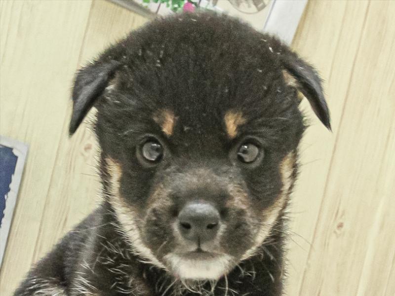 愛知県の柴犬(標準サイズ) (ワンラブ名古屋守山インター総本店/2025年3月14日生まれ/女の子/黒)の子犬