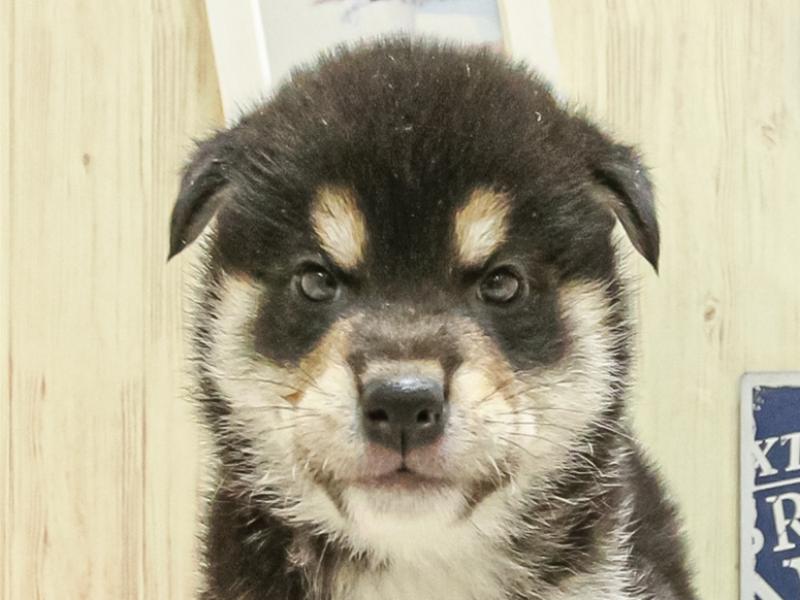 愛知県の柴犬(標準サイズ) (ワンラブ名古屋守山インター総本店/2025年3月15日生まれ/男の子/黒)の子犬