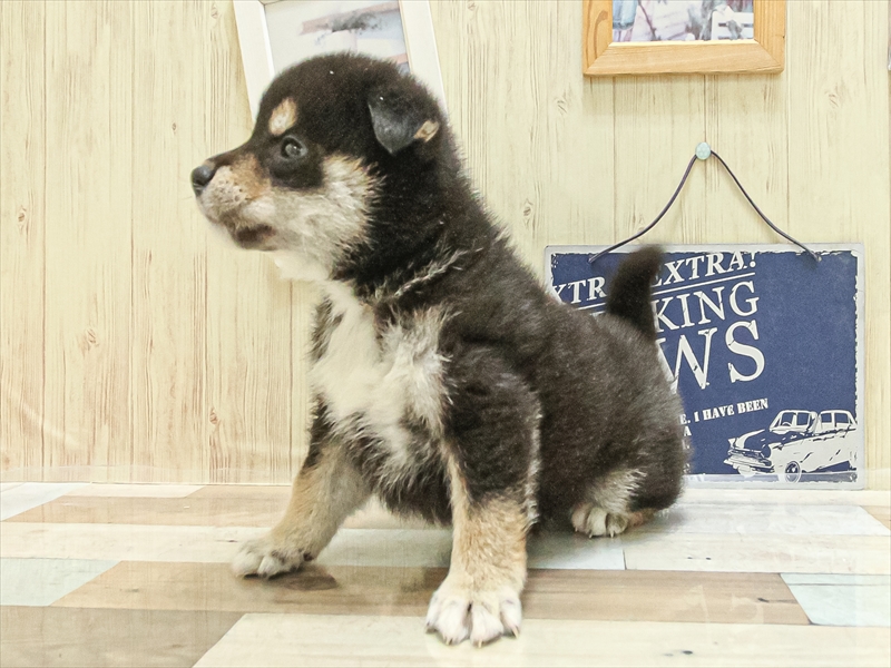 愛知県の柴犬(標準サイズ) (ワンラブイオンモール常滑店/2025年3月15日生まれ/男の子/黒)の子犬の2枚目の画像