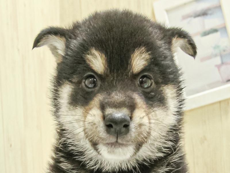 愛知県の柴犬(標準サイズ) (ワンラブ名古屋守山インター総本店/2025年3月15日生まれ/男の子/黒)の子犬