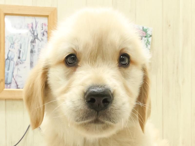 静岡県のゴールデンレトリバー (ワンラブカインズ浜松雄踏店/2025年3月15日生まれ/男の子/ゴールデン)の子犬