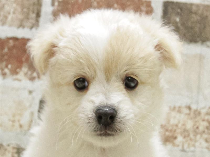 愛知県のハーフ犬・ミックス犬 (ワンラブ名古屋守山インター総本店/2025年3月12日生まれ/男の子/クリームホワイト)の子犬