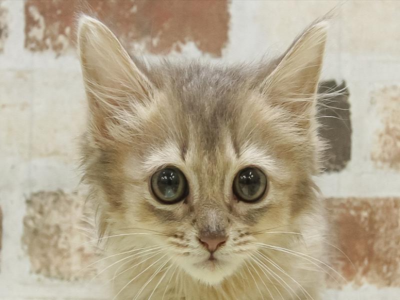 三重県のソマリ (ワンラブホームセンターバロー松阪店/2025年3月15日生まれ/女の子/ブルー)の子猫の1枚目の画像