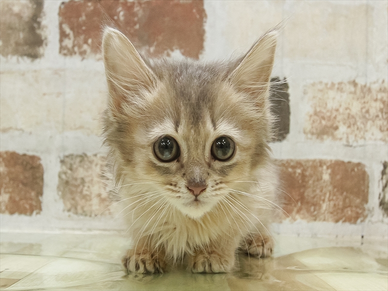 三重県のソマリ (ワンラブホームセンターバロー松阪店/2025年3月15日生まれ/女の子/ブルー)の子猫の3枚目の画像