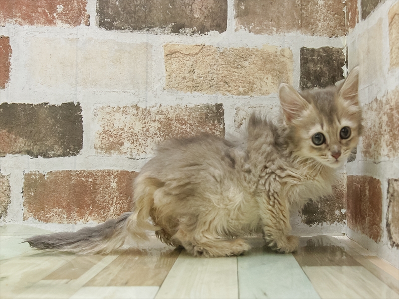 三重県のソマリ (ワンラブホームセンターバロー松阪店/2025年3月15日生まれ/女の子/ブルー)の子猫の2枚目の画像