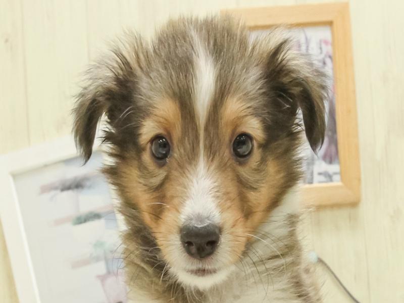 愛知県のシェットランドシープドッグ (ワンラブ名古屋守山インター総本店/2025年3月16日生まれ/男の子/セーブルホワイト)の子犬