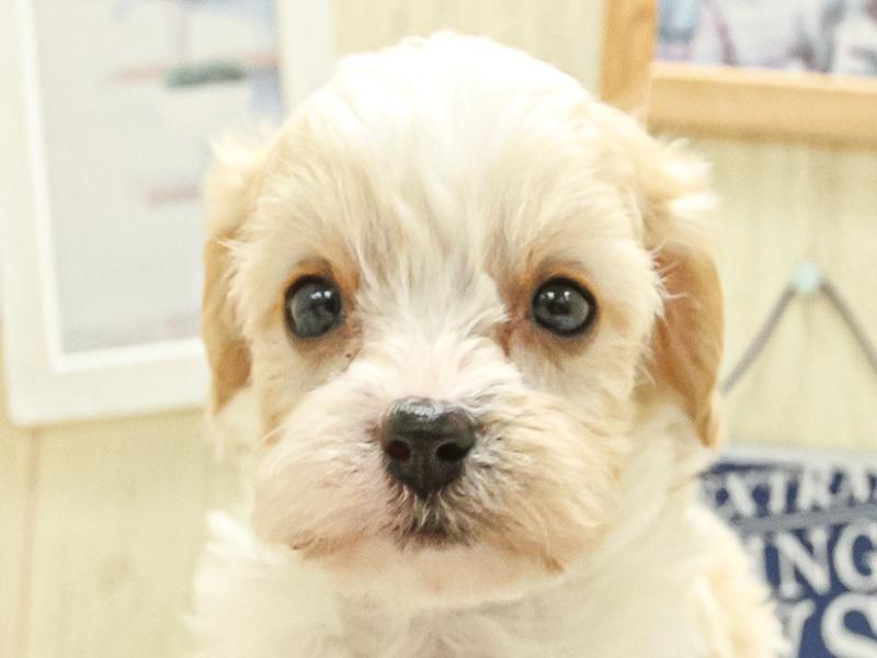 愛知県のハーフ犬・ミックス犬 (ワンラブ名古屋守山インター総本店/2025年3月15日生まれ/男の子/ホワイトクリーム)の子犬