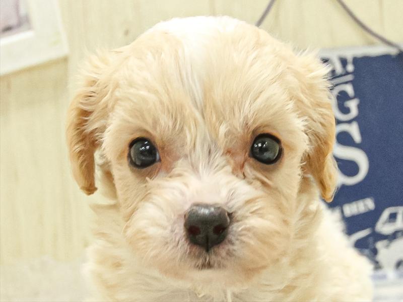 愛知県のハーフ犬・ミックス犬 (ワンラブ名古屋守山インター総本店/2025年3月15日生まれ/女の子/ホワイトクリーム)の子犬