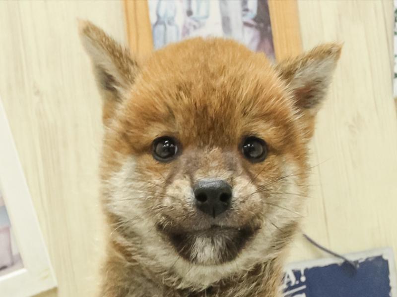 静岡県の柴犬(標準サイズ) (ワンラブカインズ浜松雄踏店/2025年3月15日生まれ/女の子/赤)の子犬