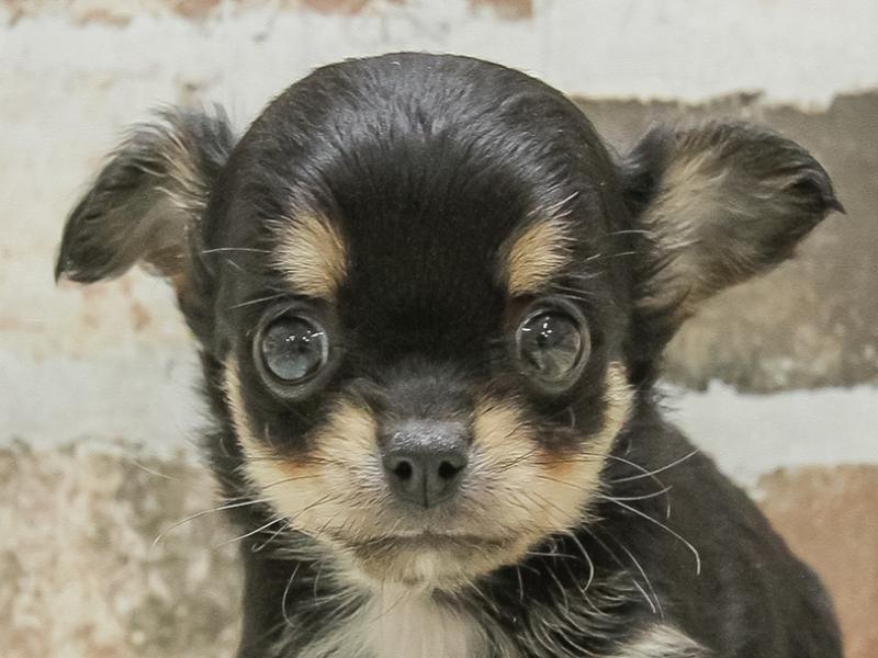 愛知県のチワワ(ロング) (ワンラブ星崎店(FC)/2025年3月15日生まれ/男の子/ブラックタン)の子犬