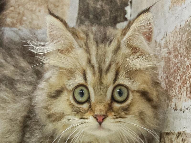 宮城県のマンチカン (ワンラブカインズ仙台泉店/2025年3月14日生まれ/女の子/ブラウンタビー)の子猫