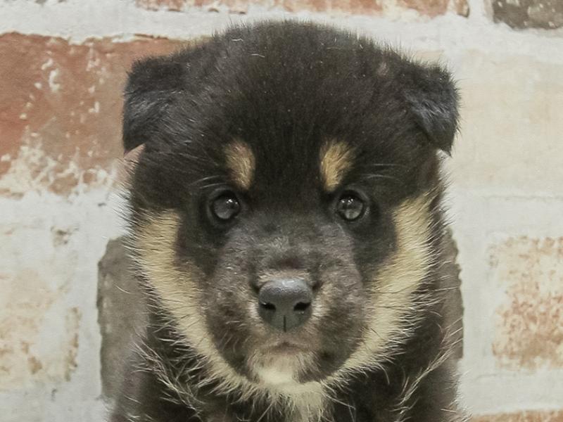 愛知県の柴犬(標準サイズ) (ワンラブ名古屋守山インター総本店/2025年3月14日生まれ/男の子/黒)の子犬