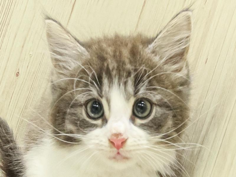 愛知県のノルウェージャンフォレストキャット (ワンラブ名古屋守山インター総本店/2025年3月14日生まれ/男の子/ブルータビーホワイト)の子猫