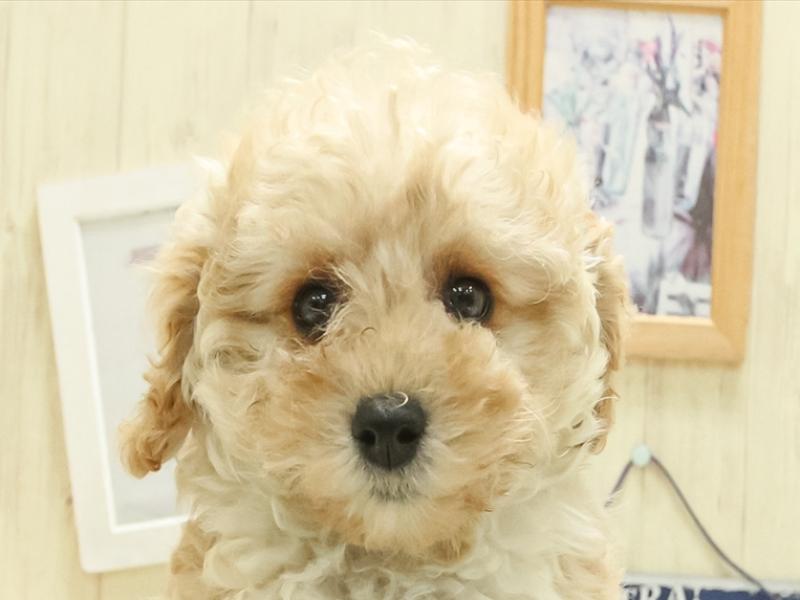 愛知県のトイプードル(トイ) (ワンラブ名古屋守山インター総本店/2025年3月8日生まれ/女の子/レッド)の子犬